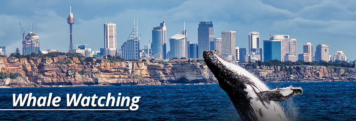 Whale Watching