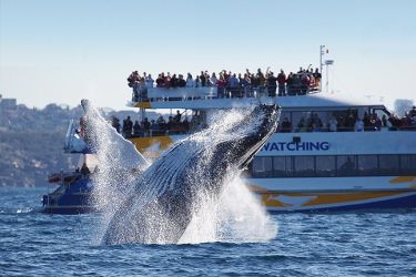 Ocean Dreaming II Whale Watching whale jump