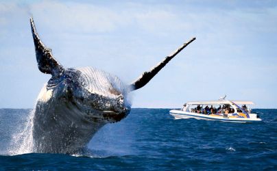 Totally Wild Whale Watching whale leap