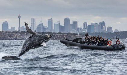 Whale Watching Ocean Extreme Main Profile