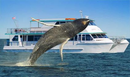 Jerry Bailey Whale Watching Cruises Main Profile