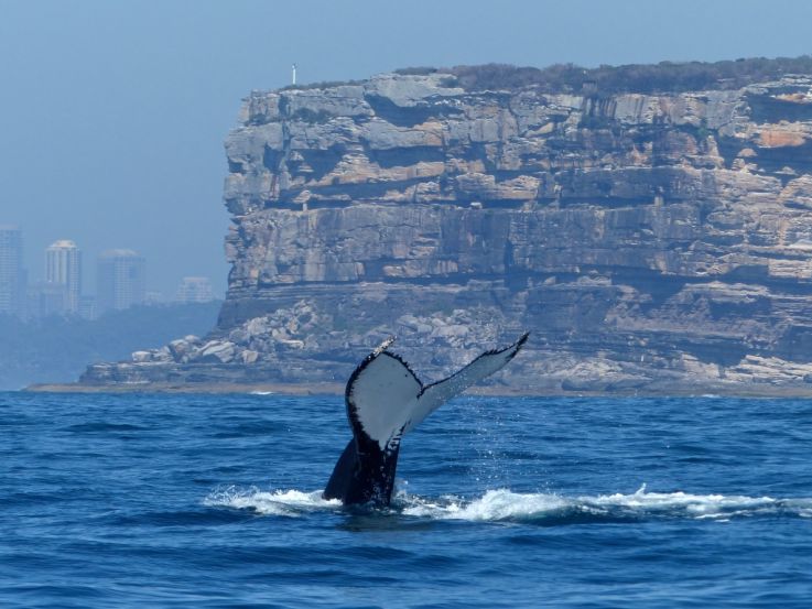 Whale Watching Sydney Brekky With The Whales Whale Watching Sydney Brekky With The Whales