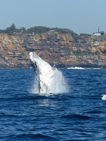 Whale Watching Sydney Brekky With The Whales Whale Watching Sydney Brekky With The Whales