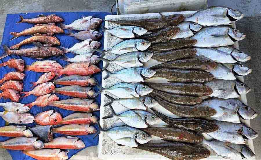 Fishing Charters on Mystery Bay Fishing Charters on Mystery Bay