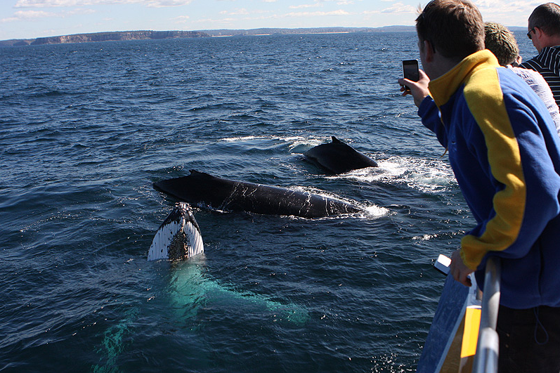 Ocean Dreaming II Whale Watching whale breaching