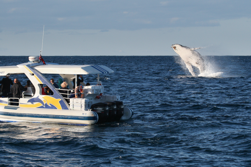 Totally Wild Whale Watching whale breach Totally Wild Whale Watching whale breach