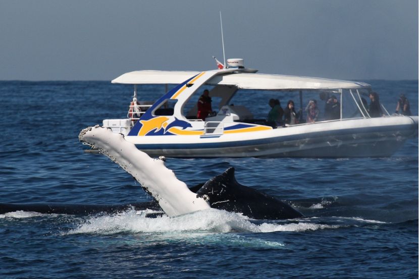 Totally Wild Whale Watching fin Totally Wild Whale Watching fin