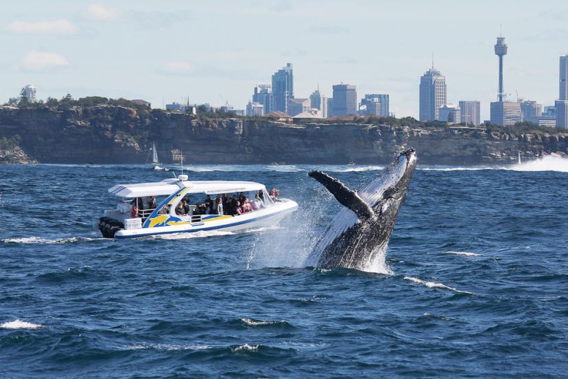 Totally Wild Whale Watching whale jump Totally Wild Whale Watching whale jump