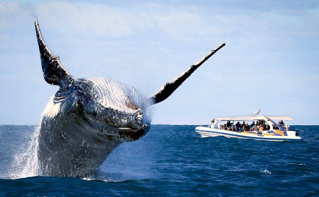 https://www.anyboat.com.au/media/catalog/product/cache/3d98a21d93a47449f8fd839055ce5f12/t/o/totally-wild-whale-watching-6.jpg