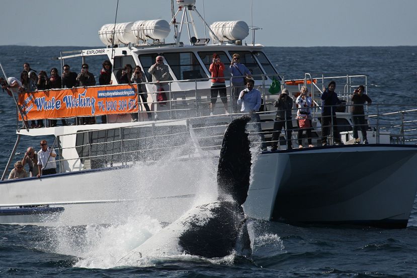 True Blue whale watching, passengers on upper and lower deck True Blue whale watching, passengers on upper and lower deck
