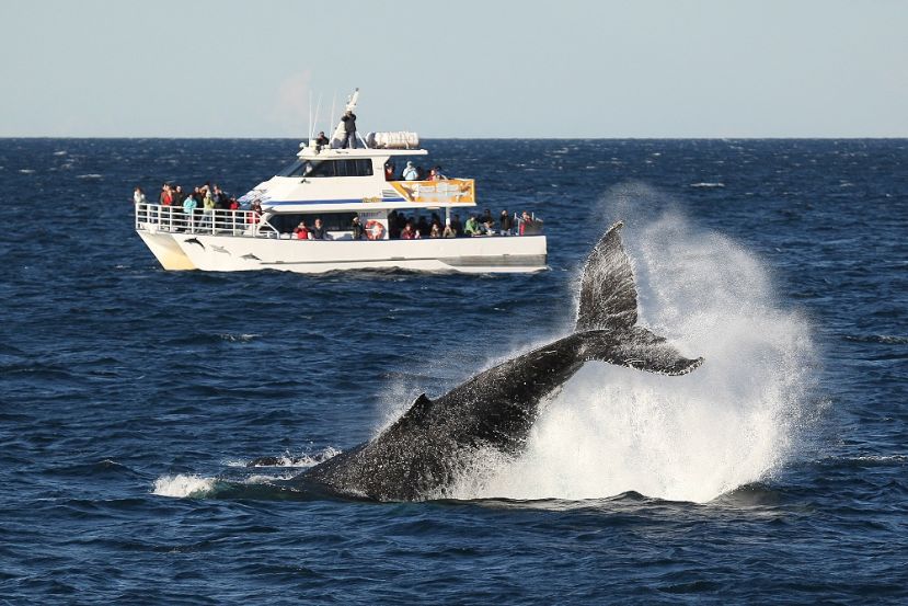 True Blue whale watching, spray True Blue whale watching, spray