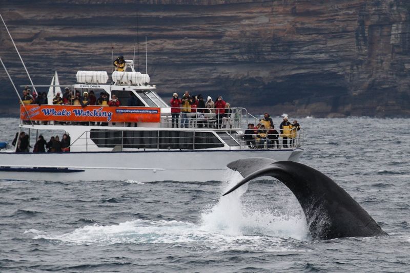 True Blue whale watching, breatching True Blue whale watching, breatching