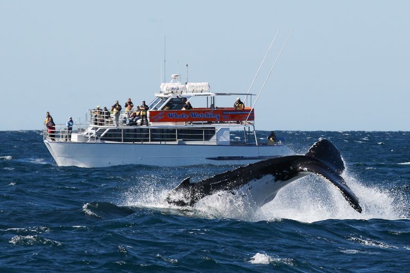 https://www.anyboat.com.au/media/catalog/product/cache/3d98a21d93a47449f8fd839055ce5f12/t/r/true-blue-whale-watching-4.jpg