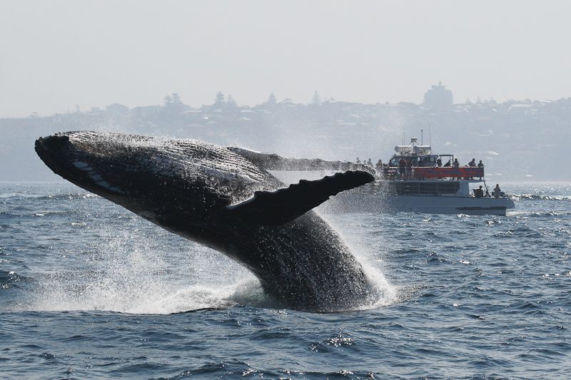 True Blue whale watching, whale leaping True Blue whale watching, whale leaping