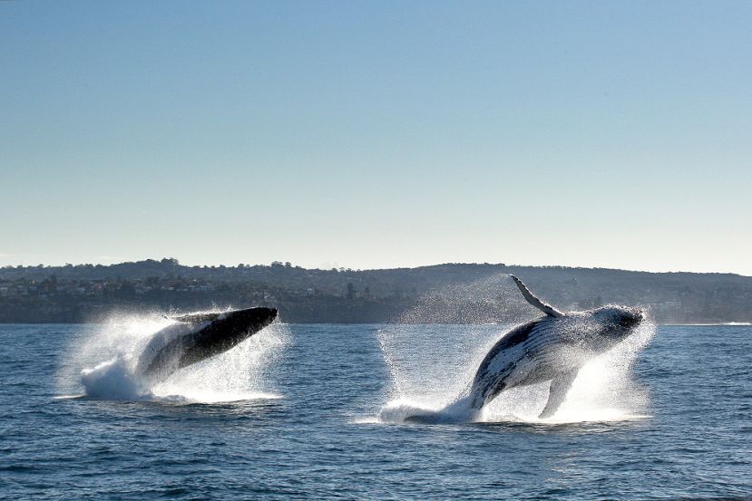 True Blue whale watching, whales leaping True Blue whale watching, whales leaping