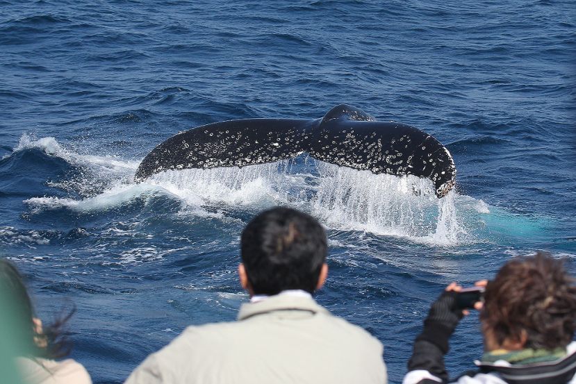 True Blue whale watching, watching from the boat True Blue whale watching, watching from the boat