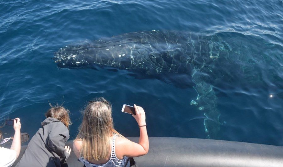 Whale Watching Cruises on Ocean Extreme Whale Sighting Whale Watching Cruises on Ocean Extreme Whale Sighting