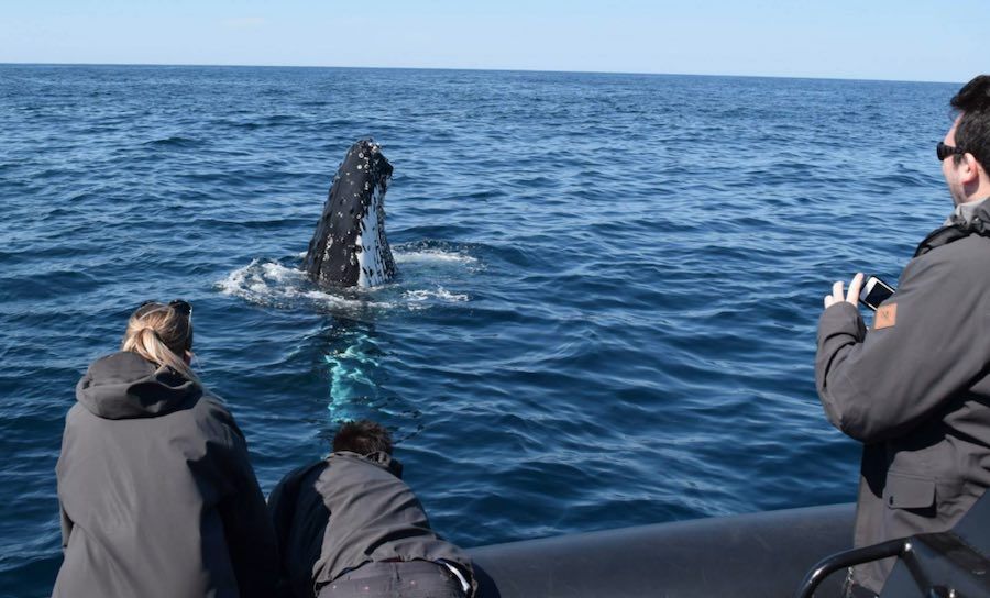 Ocean Extreme Whale Watching Cruises in Sydney Ocean Extreme Whale Watching Cruises in Sydney