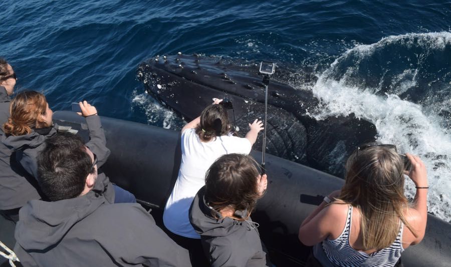 Whale Watching onboard Ocean Extreme Close encounter of Whale Whale Watching onboard Ocean Extreme Close encounter of Whale