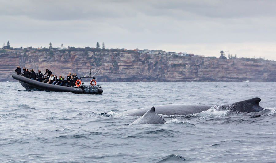 Ocean Extreme Whale Watching on Sydney Harbour Ocean Extreme Whale Watching on Sydney Harbour