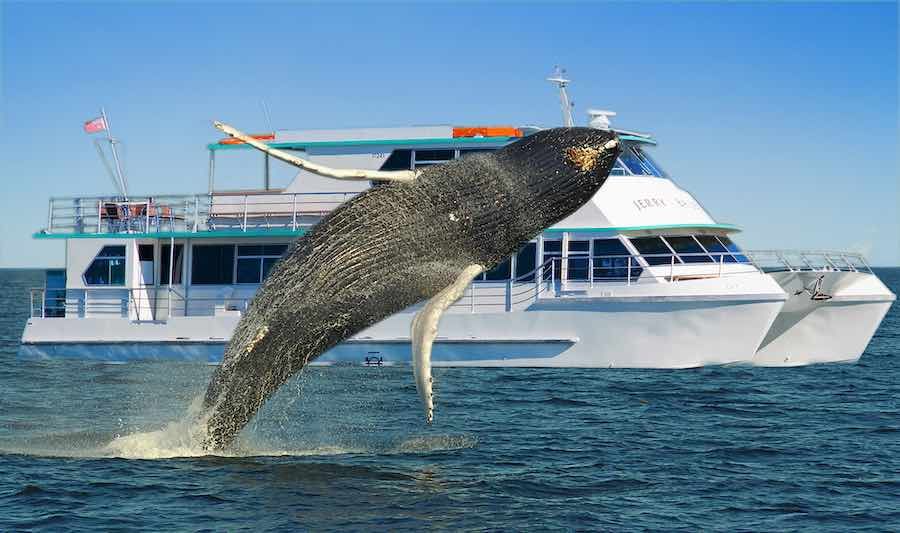 https://www.anyboat.com.au/media/catalog/product/cache/3d98a21d93a47449f8fd839055ce5f12/w/h/whale_breach_and_jb_side_on_hi_res_1_copy_2.jpg