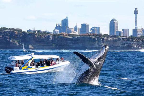 Five Things You Need To Know About Whale Watching Sydney