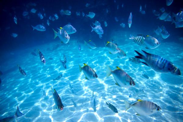 Game Fishing Do's And Don'ts