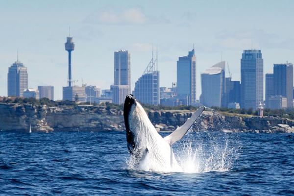 The Ultimate Guide to Whale Watching in Sydney
