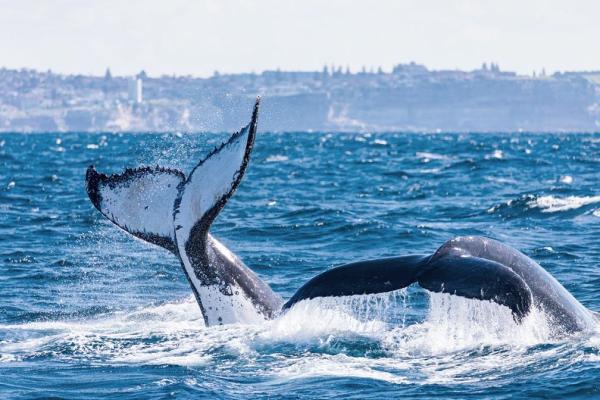 The Any Boat guide to a successful whale-watching tour in Sydney