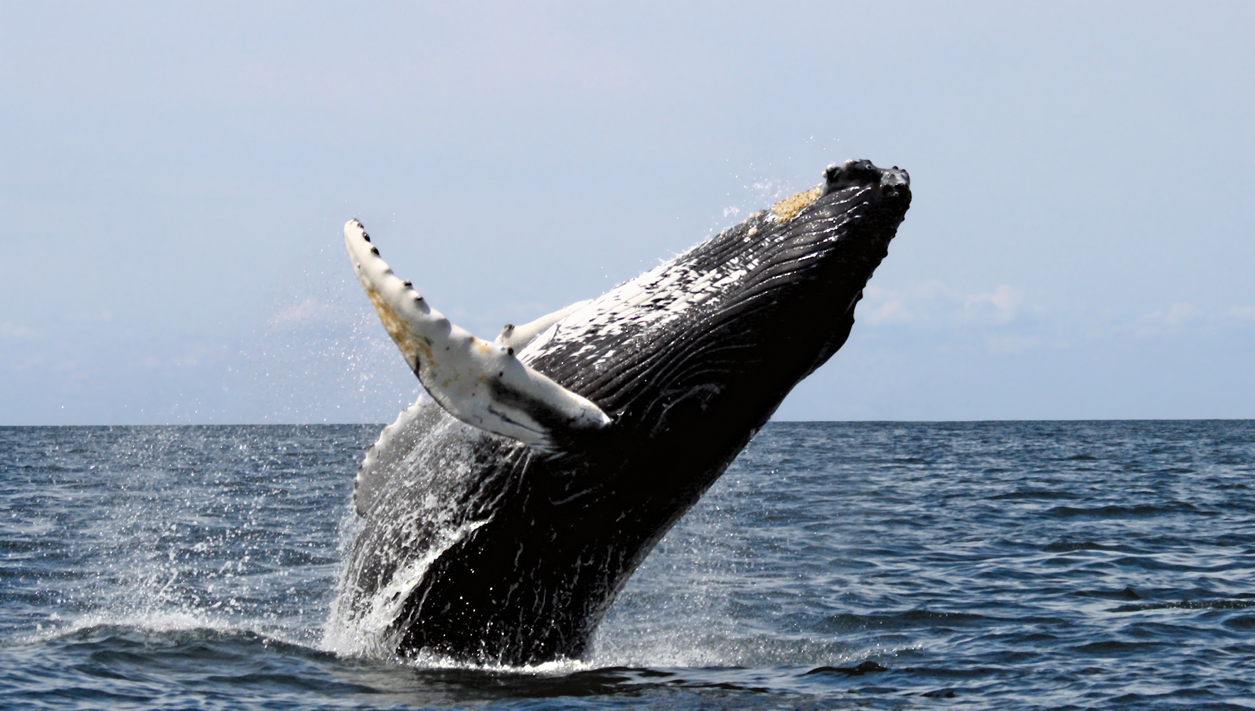 Whale Watching in Sydney – A Season to Remember.