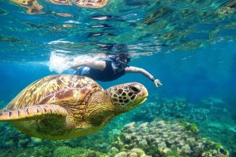 Snorkelling with Turtle on a Superyacht Term charter